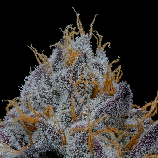 O-Dog - Indica