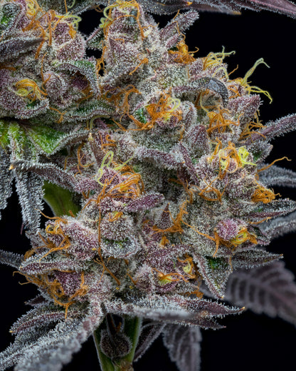 The Bride - Sativa