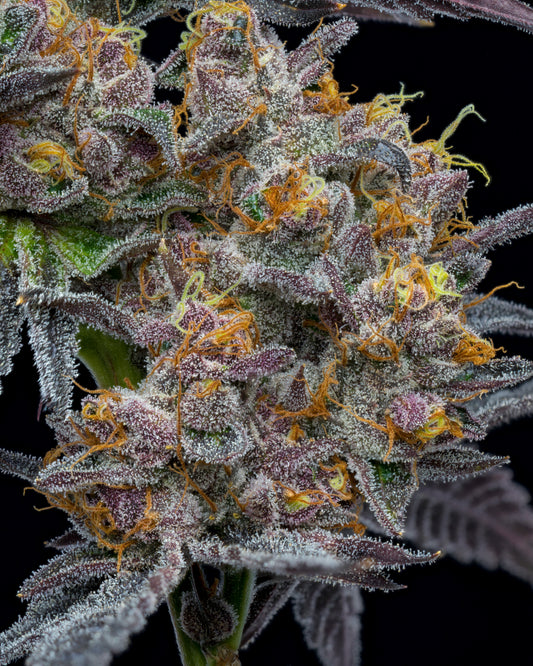 The Bride - Sativa