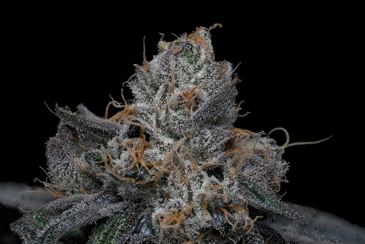 Nino Brown - Indica