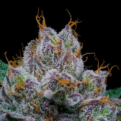 Mrs. Parker - Indica